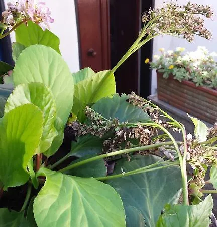 La Casetta ראפאלו